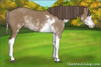 Horse Color:Liver Red Dun Sabino Splash