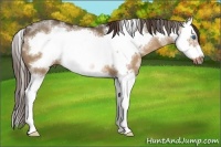 Horse Color:White Spotted Liver Red Dun Splash Frame