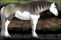 Horse Color:Blue Onyx Splash 