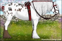 Horse Color:Liver Chestnut Appaloosa