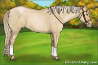 Horse Color:Red Dun Pearl  Brindle