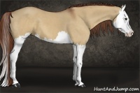 Horse Color:Red Dun Splash 