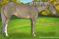 Horse Color:Chocolate Palomino 