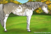 Horse Color:Chocolate Palomino Dun Sabino 