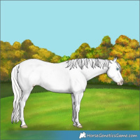 Horse Color:White Spotted Cremello Sabino Appaloosa 