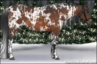 Horse Color:White Spotted Bay  and White Spotted Bay 