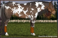 Horse Color:White Spotted Liver Chestnut 