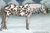 Horse Color:Liver Chestnut Appaloosa 