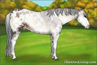 Horse Color:Brown Onyx Sabino Appaloosa 