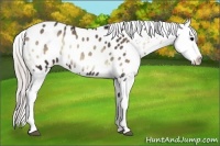 Horse Color:Silver Blue Onyx Near Leopard 