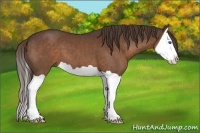 Horse Color:Liver Chestnut Splash 
