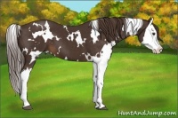 Horse Color:White Spotted Liver Chestnut Splash 