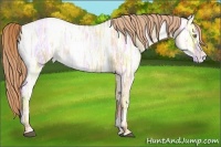 Horse Color:Red Dun Ice Pearl 
