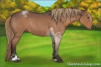 Horse Color:Liver Red Roan Sabino Rabicano