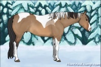 Horse Color:Bay Dun Tobiano Rabicano 