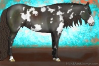 Horse Color:White Spotted Liver Chestnut Frame