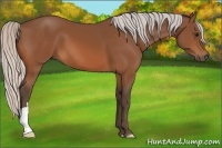 Horse Color:Silver Bay 