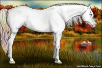 Horse Color:Nacre White Spotted Gold Champagne Appaloosa