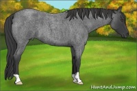Horse Color:Smoky Blue Roan 