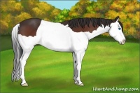 Horse Color:Bay Splash 