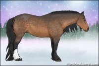 Horse Color:Buckskin 