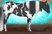 Horse Color:White Spotted Black