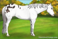 Horse Color:Bay Splash Frame Appaloosa