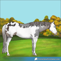 Horse Color:Bay Splash Frame Appaloosa 