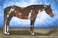 Horse Color:White Spotted Liver Chestnut 