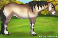 Horse Color:Bay Onyx 