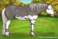 Horse Color:Silver Black Splash