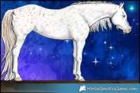 Horse Color:Red Dun Splash Appaloosa 