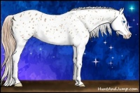 Horse Color:Red Dun Splash Appaloosa 