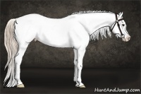 Horse Color:Red Dun Appaloosa 