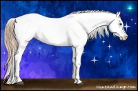 Horse Color:Liver Chestnut Appaloosa