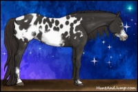 Horse Color:Liver Chestnut Sabino Frame Appaloosa 