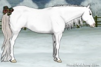 Horse Color:Chocolate Palomino Dun Appaloosa