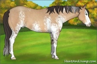 Horse Color:White Spotted Amber Champagne Roan Splash