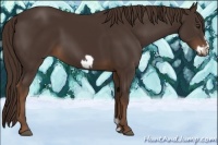 Horse Color:Liver Chestnut Frame 