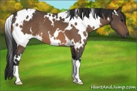 Horse Color:White Spotted Buckskin 
