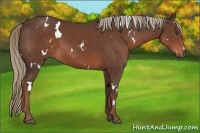 Horse Color:White Spotted Liver Chestnut 