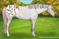 Horse Color:Red Roan Sabino Appaloosa Rabicano