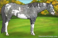 Horse Color:White Spotted Black Ice Splash Frame Appaloosa Rabicano 