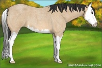 Horse Color:Buckskin Roan Sabino Splash 
