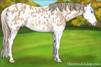 Horse Color:Buckskin Splash Appaloosa Rabicano