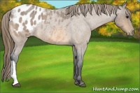 Horse Color:Buckskin Roan Blanket