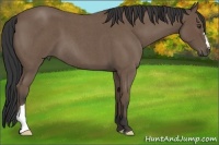 Horse Color:Buckskin Roan 
