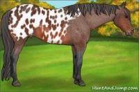 Horse Color:Bay Appaloosa