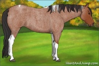 Horse Color:Bay Roan Tobiano