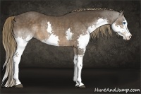 Horse Color:Liver Chestnut Splash Rabicano 